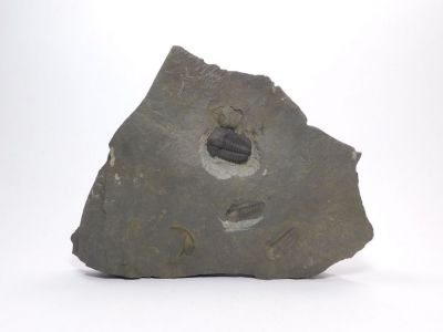 Elipsocephalus hoffi - Jince u Příbrami (7) Elipsocephalus hoffi - Jince u Příbrami (7)